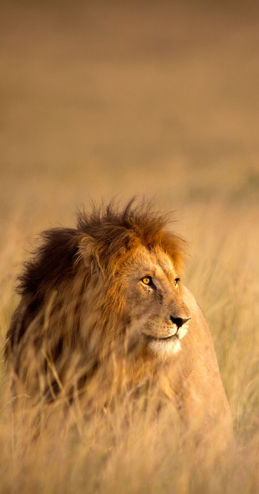 10 Days Uganda Wildlife, Gorillas & Primates